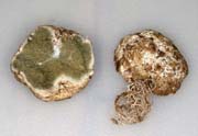 Trappea darkeri